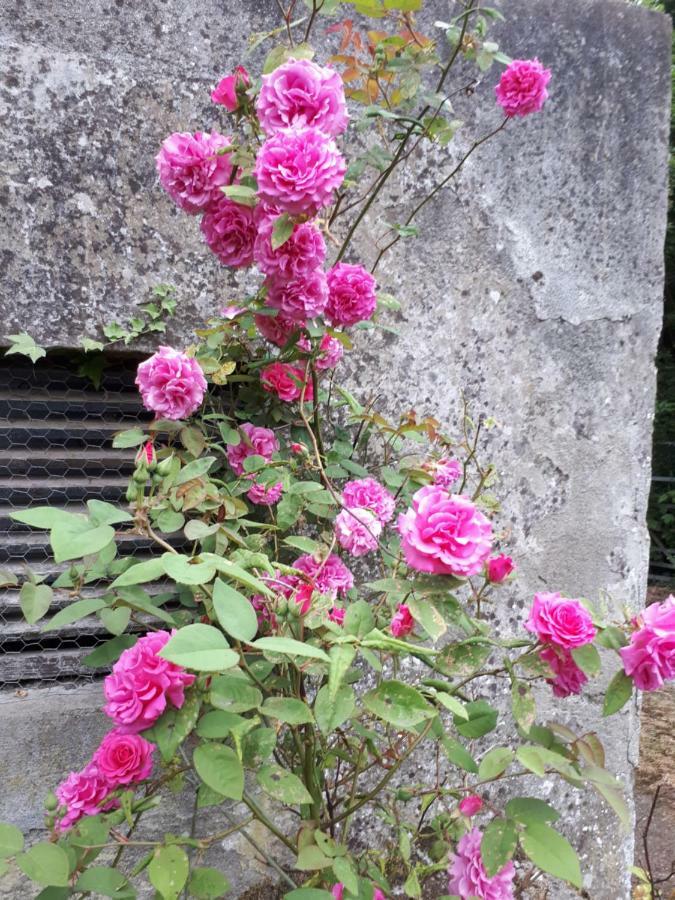 Conways B&B Claremorris Dış mekan fotoğraf